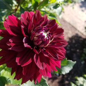 Meet your Posher, Anne